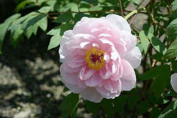 玉芙蓉　ボタンの花