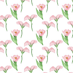 Floral pattern with rose flowers on a white background, hand painted in watercolor.