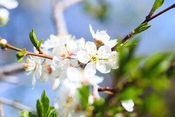 Blossom tree over nature background. spring flowers. spring background. Blurred concept. Natural background.