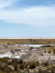 Zebra in the wild. Safari in Africa, African savannah. Wildlife, animals.