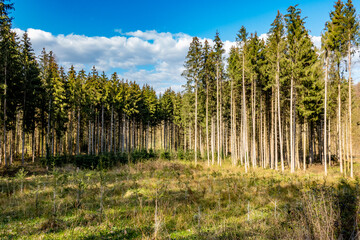 Neuanpflanzung nach Abholzung im Mischwald im Frühjahr