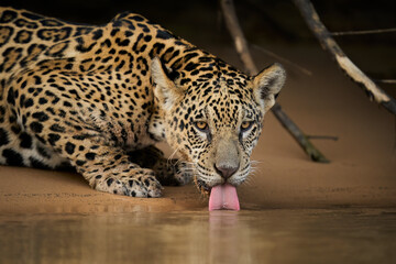 Jaguar cub drinking water after feeding on yellow anaconda, Cuiaba River