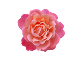 Single rose flower in pink, isolated, png format.