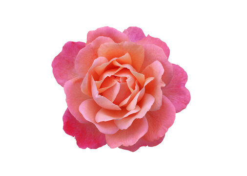 Single rose flower in pink, isolated, png format.