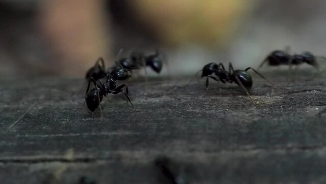 A look into a day in the life of a worker ant