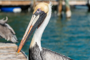 A pelican sits on a dock on a sunny day in the Florida Keys - Powered by Adobe
