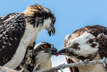 A family of osprey in the Everglades National Park feed on a fish. One of the osprey has a fish eye in it's beak