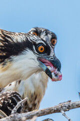 Close up shot of an osprey's head with a fish eye in it's beak as it's hungry offspring looks on.