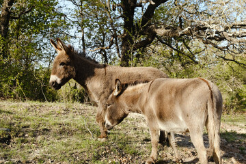 Naklejka na ściany i meble Pair of mini donkeys as friends in Texas farm field.