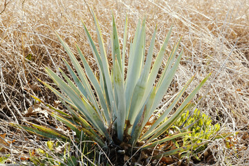 Native yucca plant in Texas landscape within dry grass.