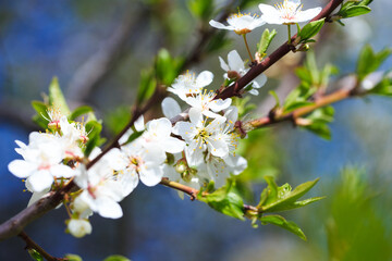 Blossom tree over nature background. spring flowers. spring background. Blurred concept. Natural background.