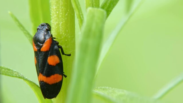 Red-black jumping insect Froghopper (Cercopis Vulnerata) on an tarragon plant. Garden pest Leafhopper on green herbs close-up sucking plant juices, secreting, moves, jumps