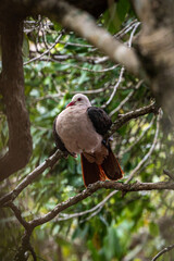 Pink pigeon, nesoenas mayeri, perched on a tree branch