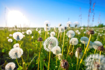Serene Sunny Field Meadow in Spring. Generative AI