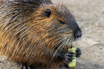 Nutria (Myocastor coypus) beim Fressen.