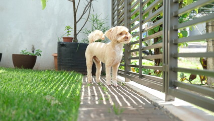 Caramel dog in the garden