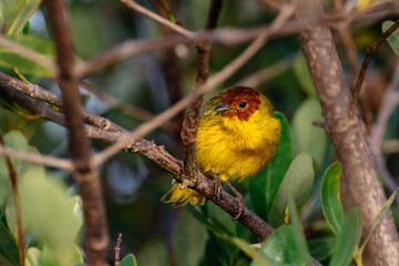 Chipe manglero (Setophaga petechia)