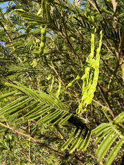 Green pods, compressed, pruinous and contracted between the seeds of an Acacia dealbata.