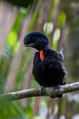Fototapeta premium Bare-necked Umbrellabird