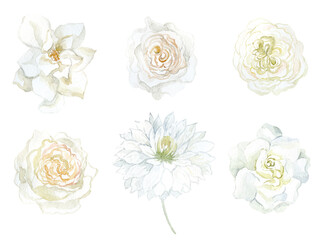 Set of white Flowers Gardenia, Rose and Dahlia. Watercolor Illustration.