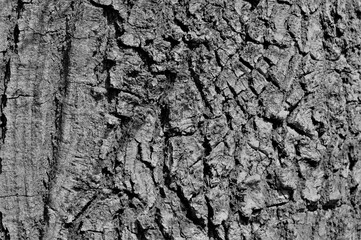 green forest in early spring