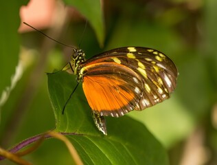 Brown, black and white butterfly in a garden in southern Florida, USA