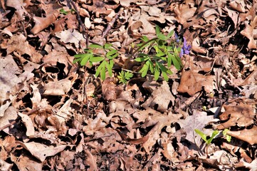 green forest in early spring
