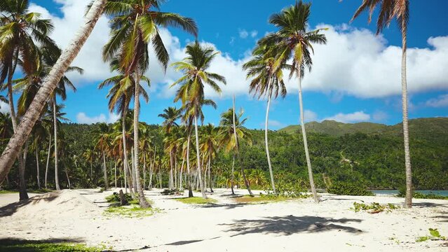 Sunny summer landscape of Rincon beach in Dominican Republic. Coast of Saona Island. Bright palm trees on white sand against a blue sky. The most beautiful tropical beach in the Atlantic Ocean.