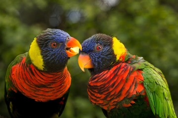 rainbow lorikeet, it is a species of parrot found in Australia. It is common along the eastern seaboard, from northern Queensland to South Australia. 