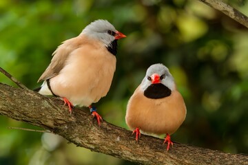 Two long-tailed finches (Poephila acuticauda), it is a common species of estrildid finch found in Australia.