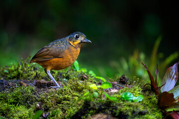 Scaled Antpitta