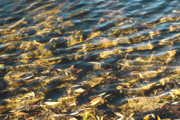 river surface texture, waves shining in the sun.