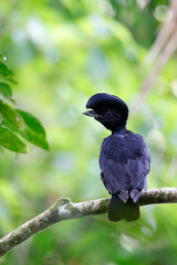 Bare-necked Umbrellabird