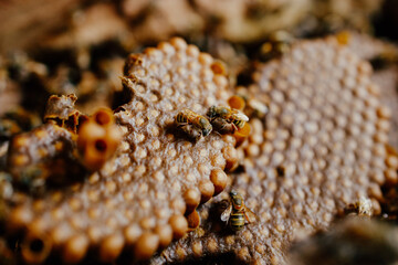 Panal de abeja melipona