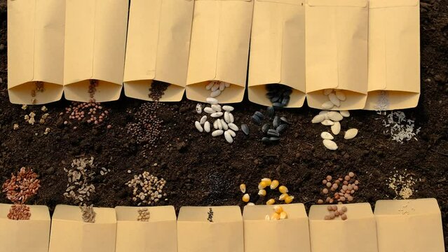 Soil and seeds are many different spring sowing plants in the garden. Selective focus.