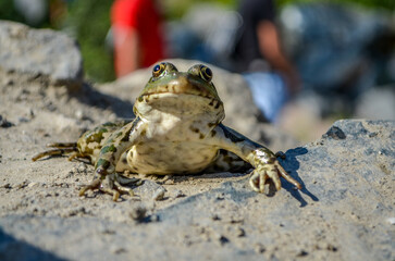 Toad basking in the sun