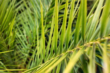 Green palm leaves with copy space. Tropical Plant Nature banner