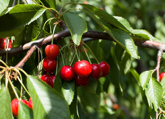 Branch of ripe cherries on a tree in a garden
