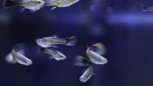 Guppy fish horde in home fish tank macro close up. Home hobby. Poecilia reticulate is freshwater fish and peaceful community fish. Livebearers not laying eggs, but give birth to live young.