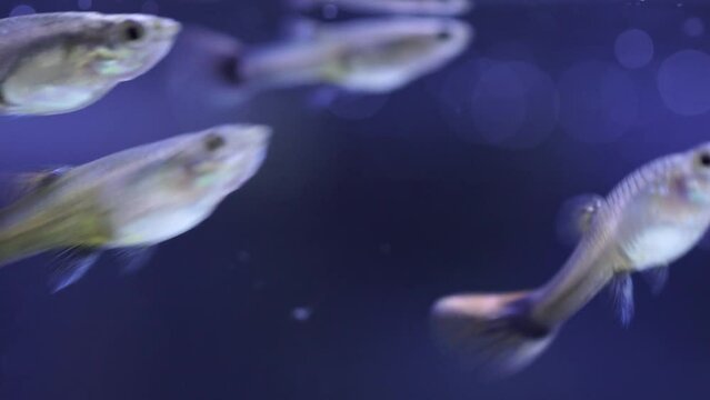 Guppy fish horde in home fish tank macro close up. Home hobby. Poecilia reticulate is freshwater fish and peaceful community fish. Livebearers not laying eggs, but give birth to live young.