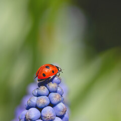 Fototapeta premium Ladybird insect on a blue Muscari flower head