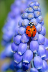 Ladybird insect on a blue Muscari flower head