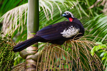 Black-fronted Piping-Guan (Aburria jacutinga)