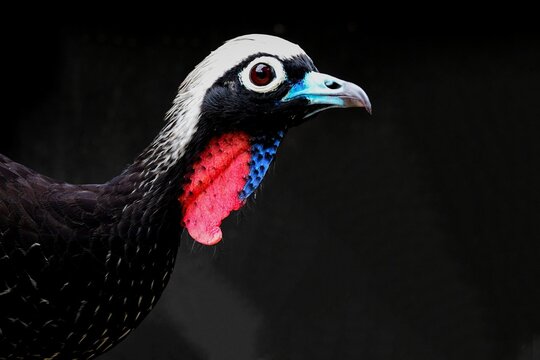 Black-fronted Piping-Guan (Aburria jacutinga)
