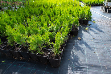 Fototapeta na wymiar Nursery of coniferous plants in pots with a closed root for planting on your garden plot.