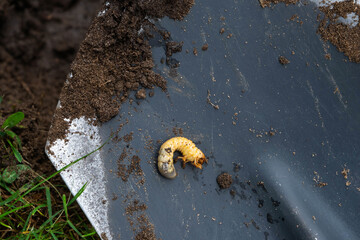 Larva of the underground pest of the vegetable garden - mole cricket. Close-up on the ground.