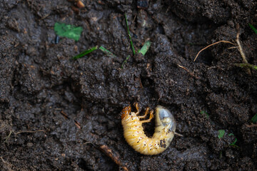 Larva of the underground pest of the vegetable garden - mole cricket. Close-up on the ground.