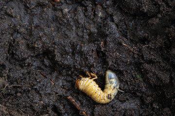 Larva of the underground pest of the vegetable garden - mole cricket. Close-up on the ground.