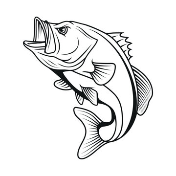 Bass fish. Vector illustration sketch of largemouth perch fish