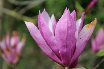 Magnolia tree blossom in the springtime. Macro shots of magnolia blossoms. Pink flower magnolia